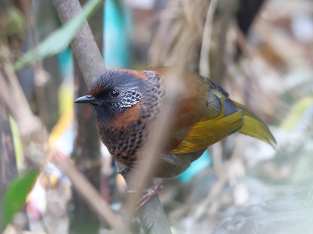 Chestnut-crowned Laughingthrush - ML617337231