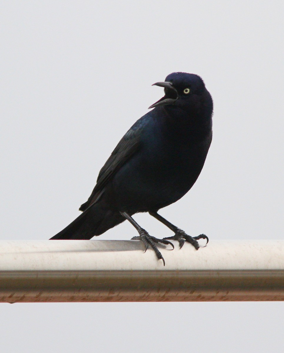 Boat-tailed Grackle - Silas Wareham
