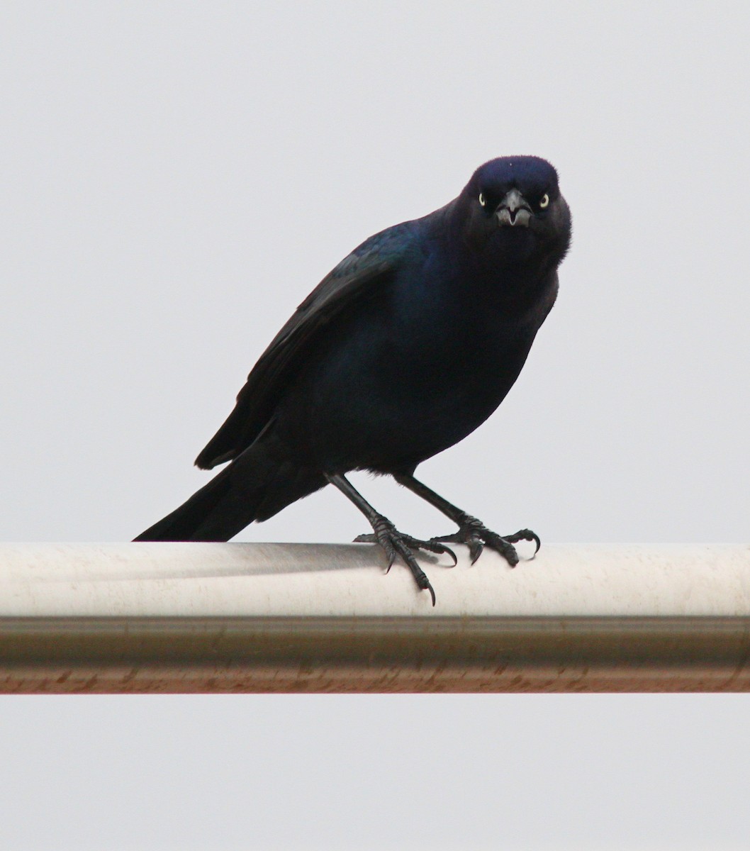 Boat-tailed Grackle - ML617337237
