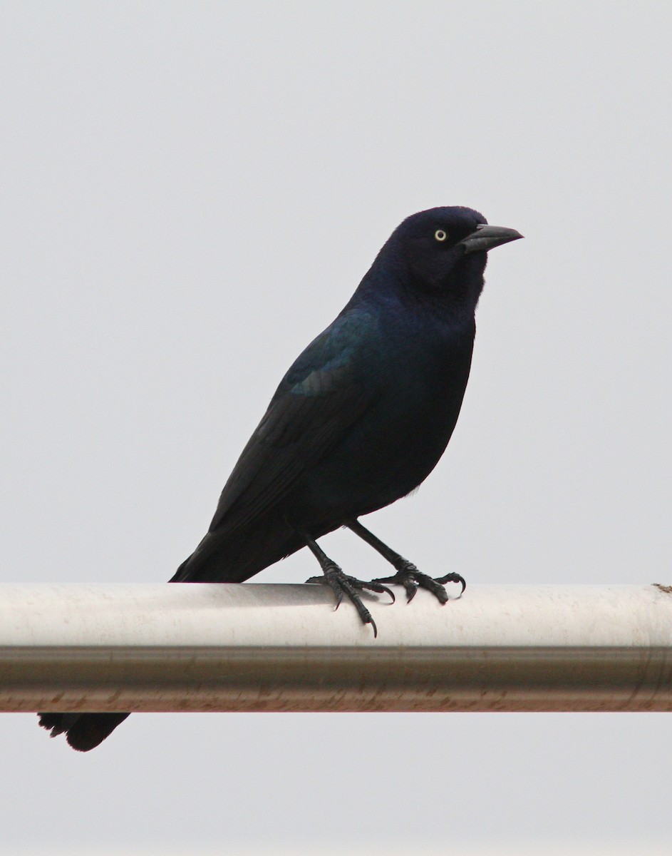 Boat-tailed Grackle - Silas Wareham