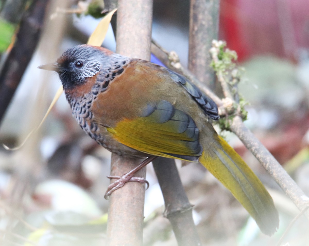 Chestnut-crowned Laughingthrush - ML617337327