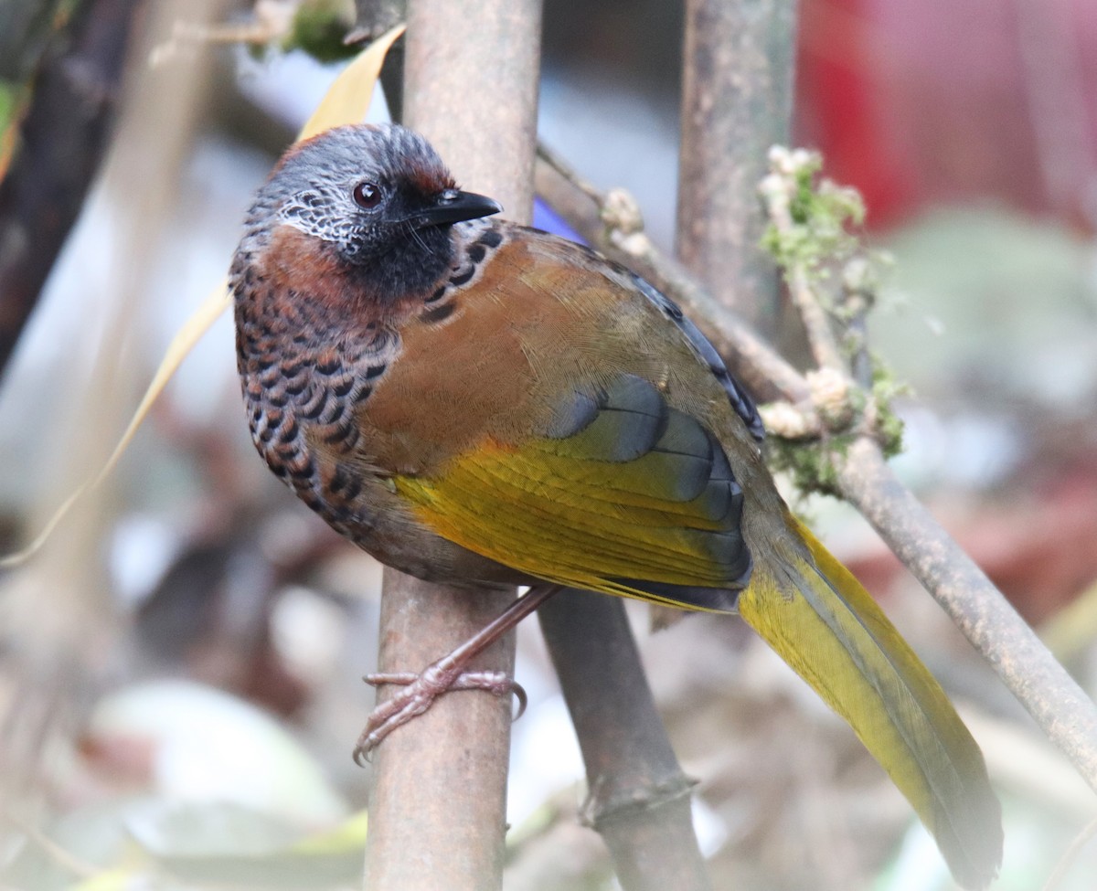 Chestnut-crowned Laughingthrush - ML617337383