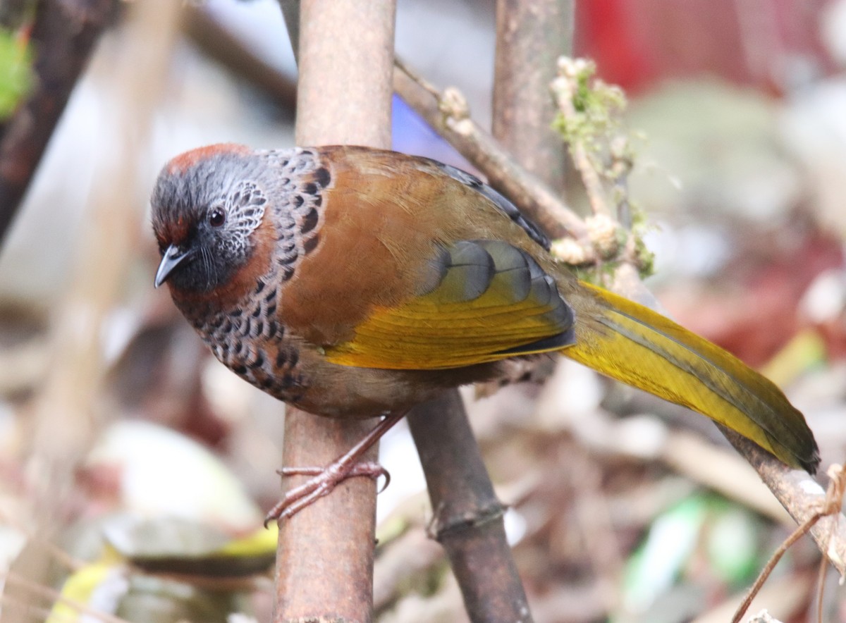 Chestnut-crowned Laughingthrush - Praveen H N