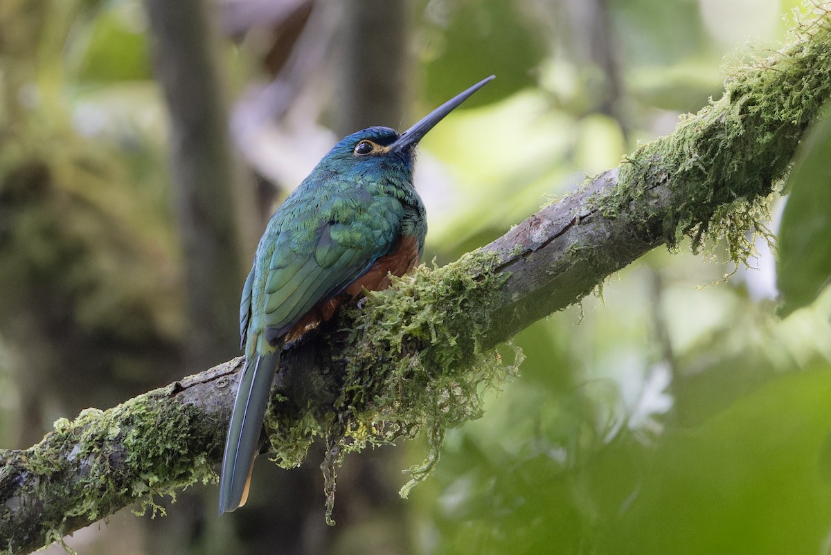 Coppery-chested Jacamar - Michael Todd