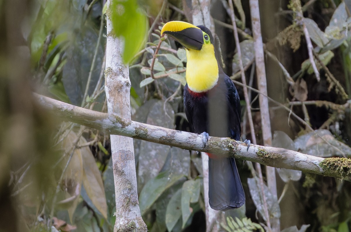 Yellow-throated Toucan (Black-mandibled) - ML617337591
