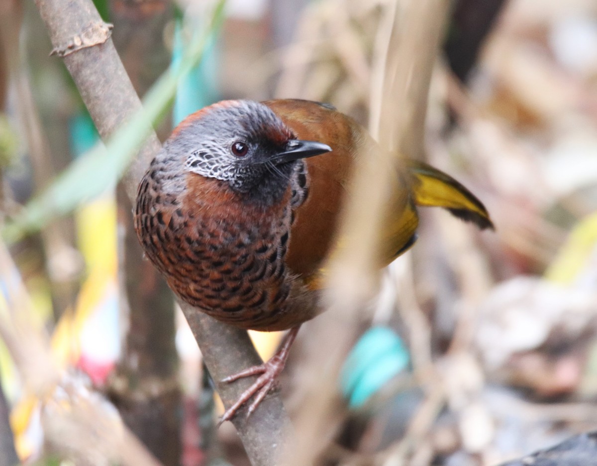 Chestnut-crowned Laughingthrush - Praveen H N