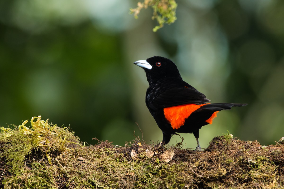 Flame-rumped Tanager (Flame-rumped) - ML617337737