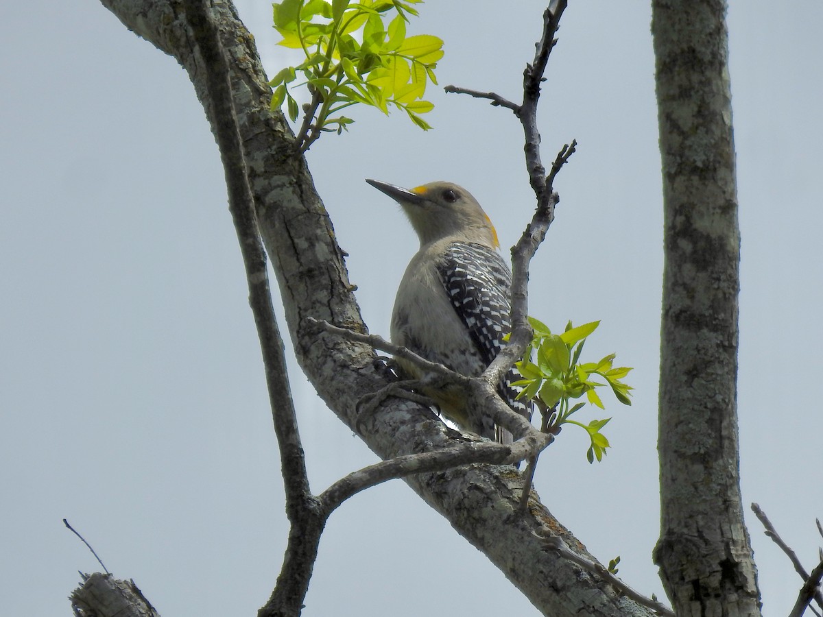 Golden-fronted Woodpecker - E C Winstead
