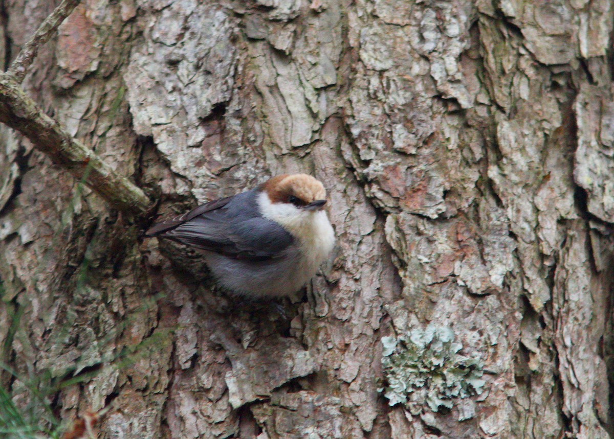 Brown-headed Nuthatch - ML617337963
