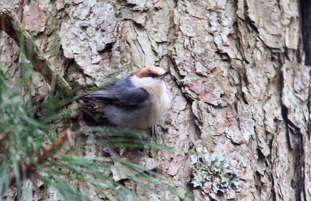 Brown-headed Nuthatch - ML617337964