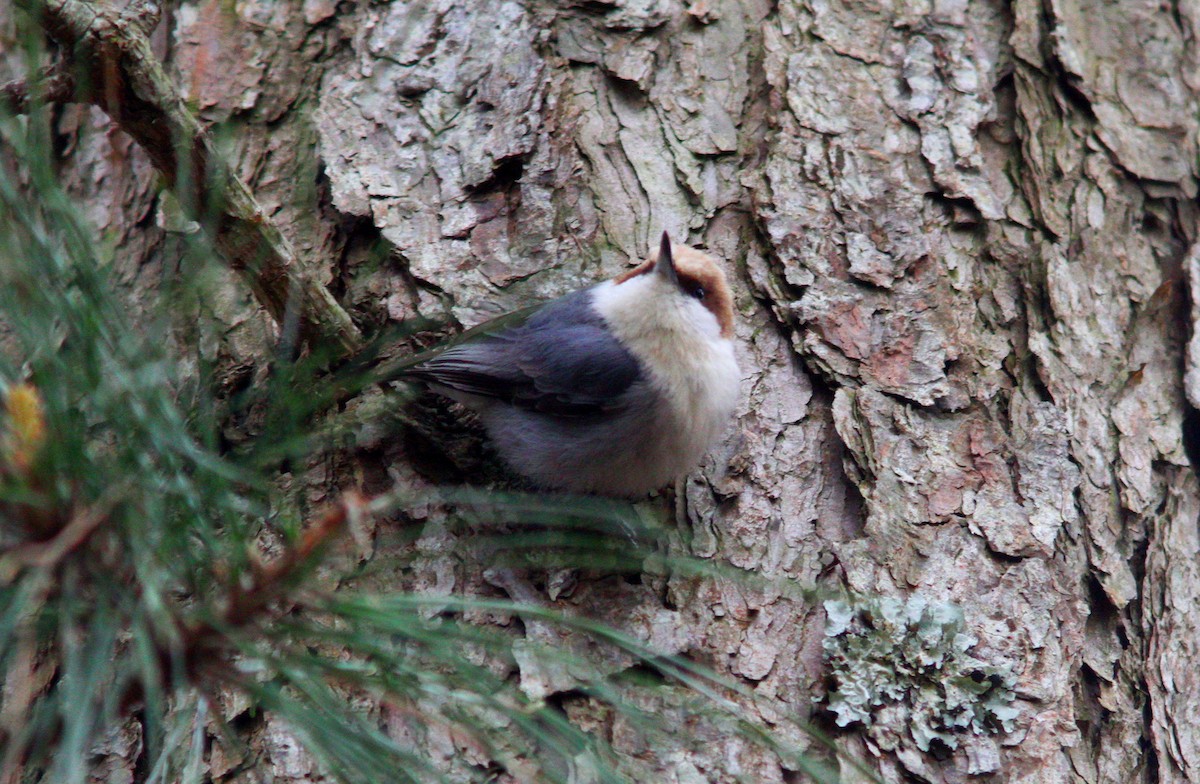 Brown-headed Nuthatch - ML617337965