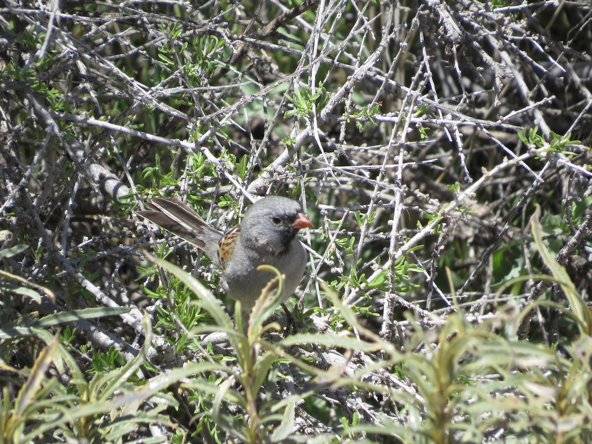 Black-chinned Sparrow - ML617337967