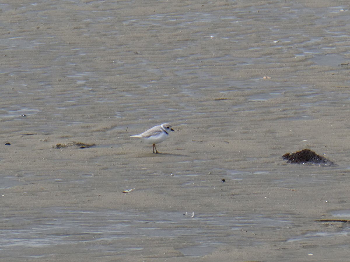 Piping Plover - ML617338031