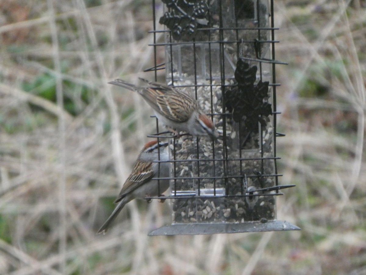 Chipping Sparrow - ML617338075