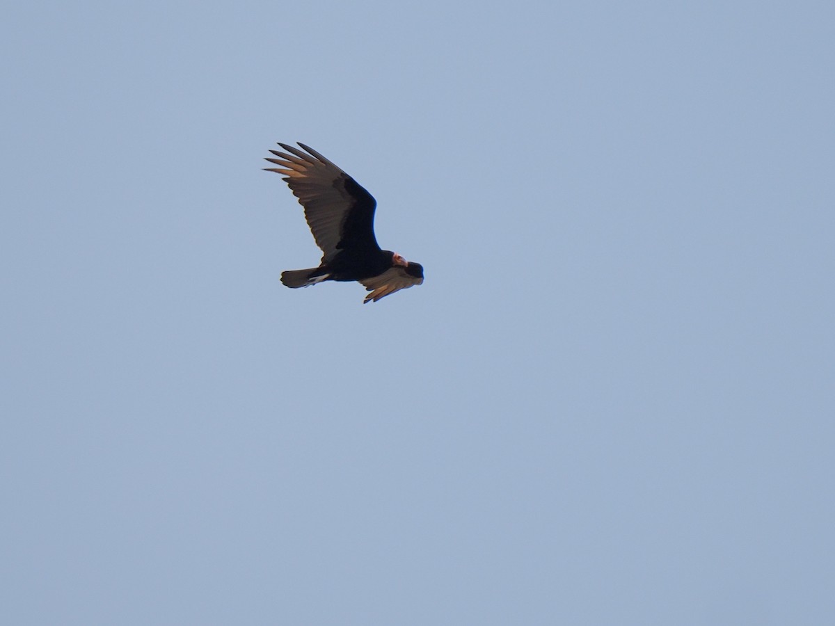 Lesser Yellow-headed Vulture - ML617338109