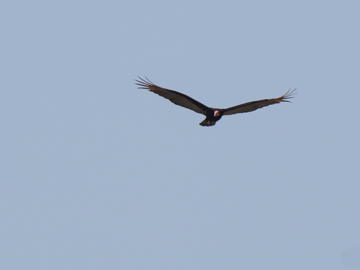 Lesser Yellow-headed Vulture - ML617338110