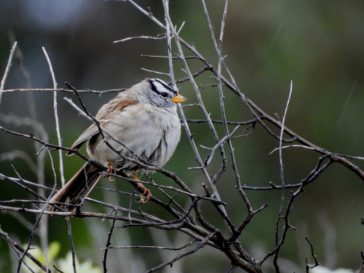 White-crowned Sparrow - ML617338238