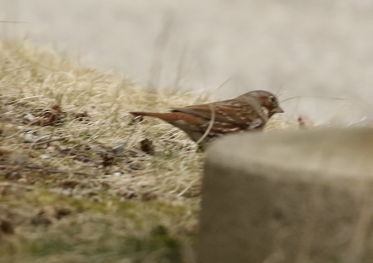 Fox Sparrow (Red) - Phillip Odum