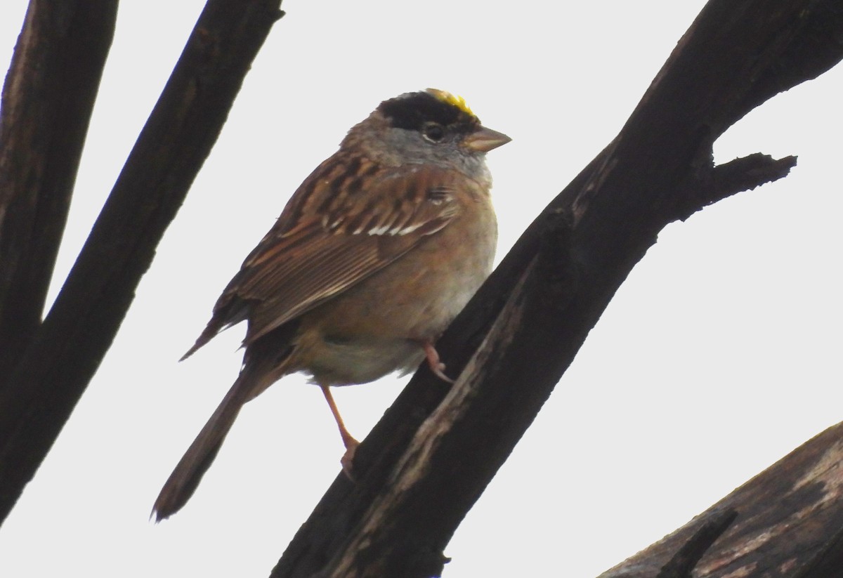 Golden-crowned Sparrow - ML617338249