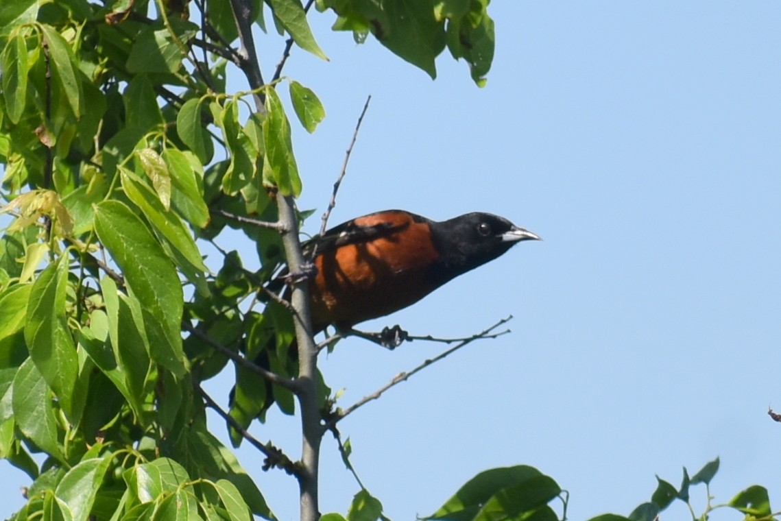 Orchard Oriole - ML617338261