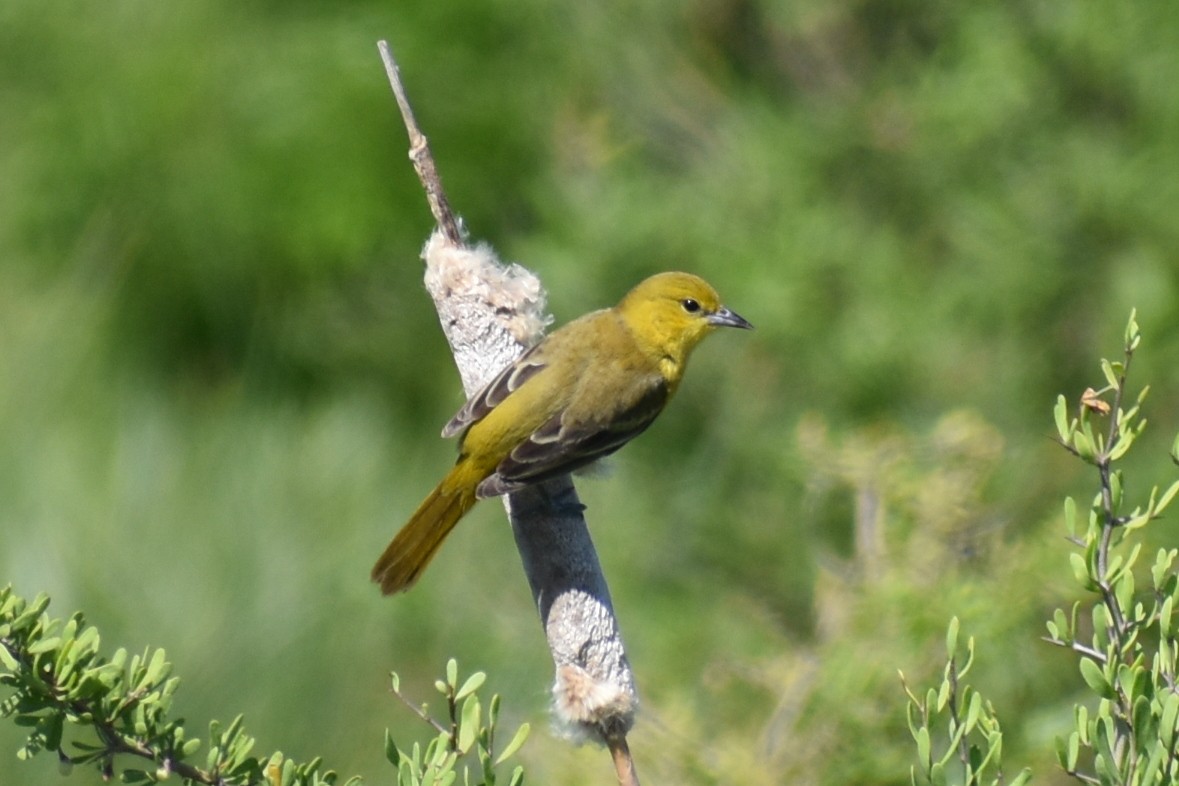 Orchard Oriole - ML617338264