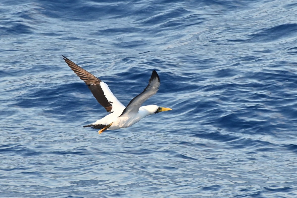Masked Booby - ML617338277
