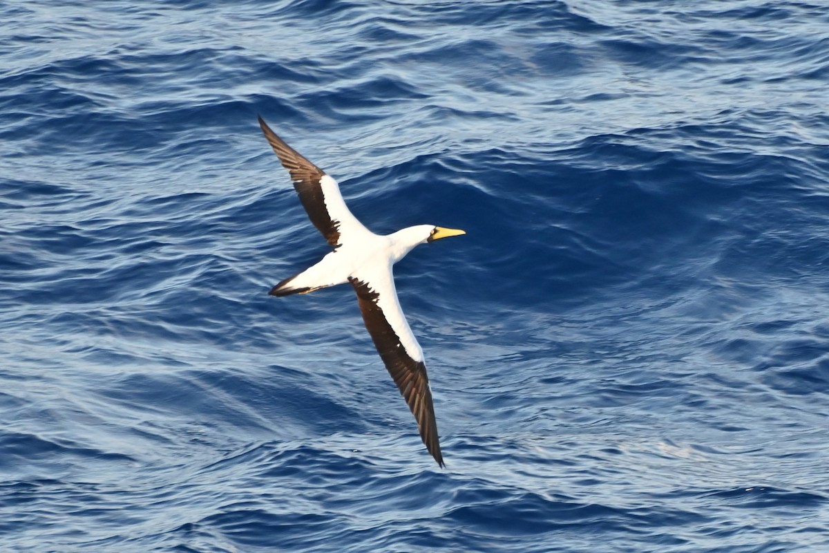 Masked Booby - ML617338282