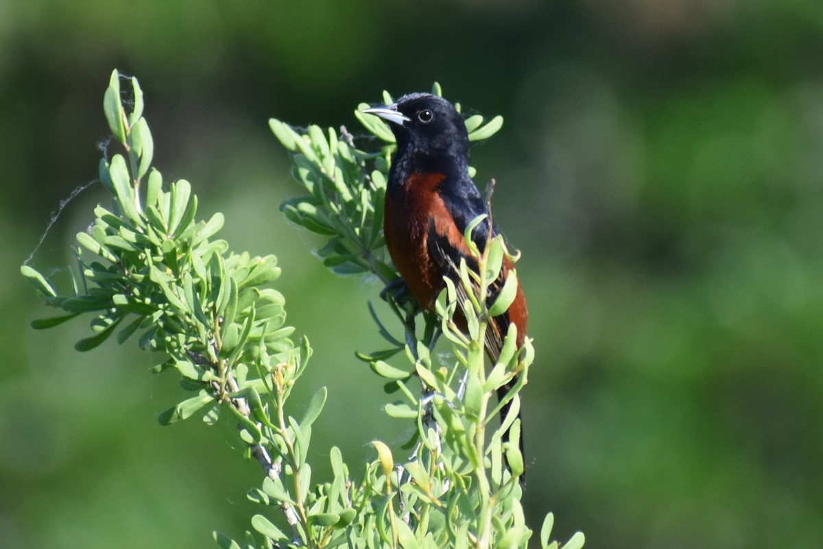 Orchard Oriole - ML617338330