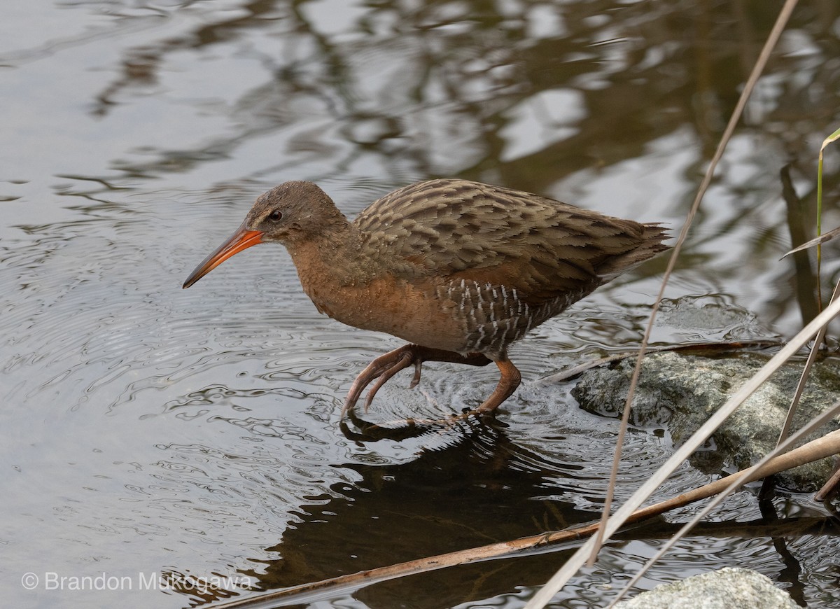 Ridgway's Rail (Light-footed) - Anonymous
