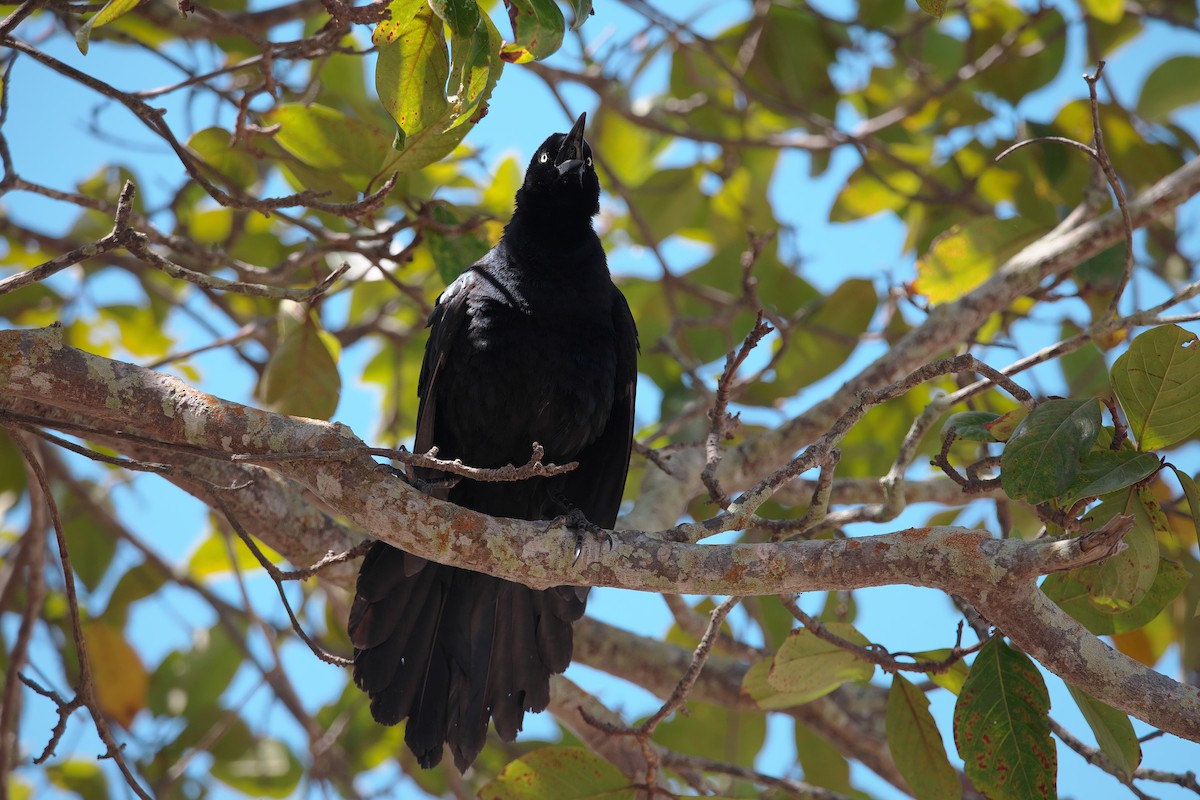 Great-tailed Grackle - ML617338501