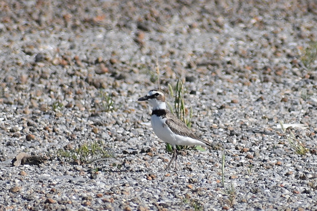 Wilson's Plover - Claire H