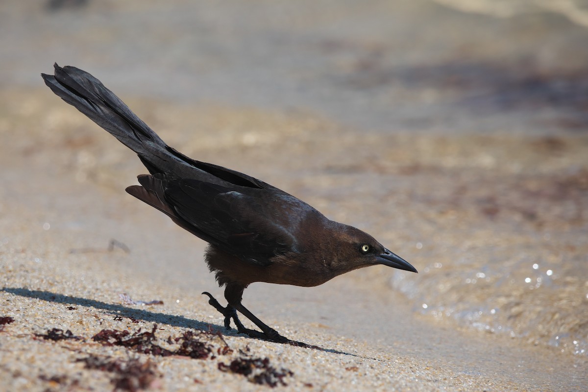 Great-tailed Grackle - ML617338505