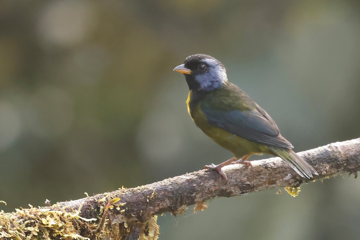 Moss-backed Tanager - ML617338637