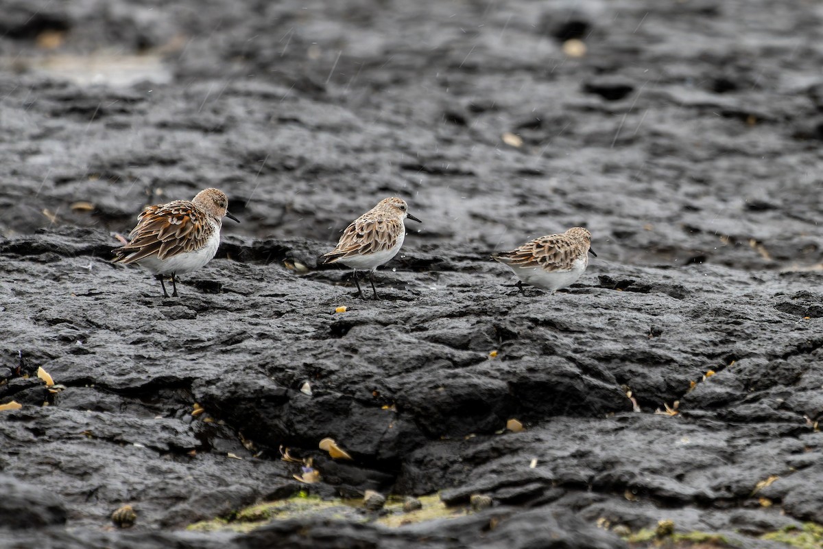 Red-necked Stint - James Churches