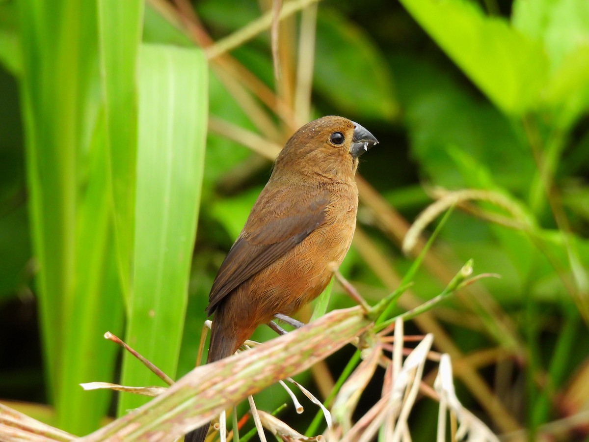 Thick-billed Seed-Finch - ML617338717