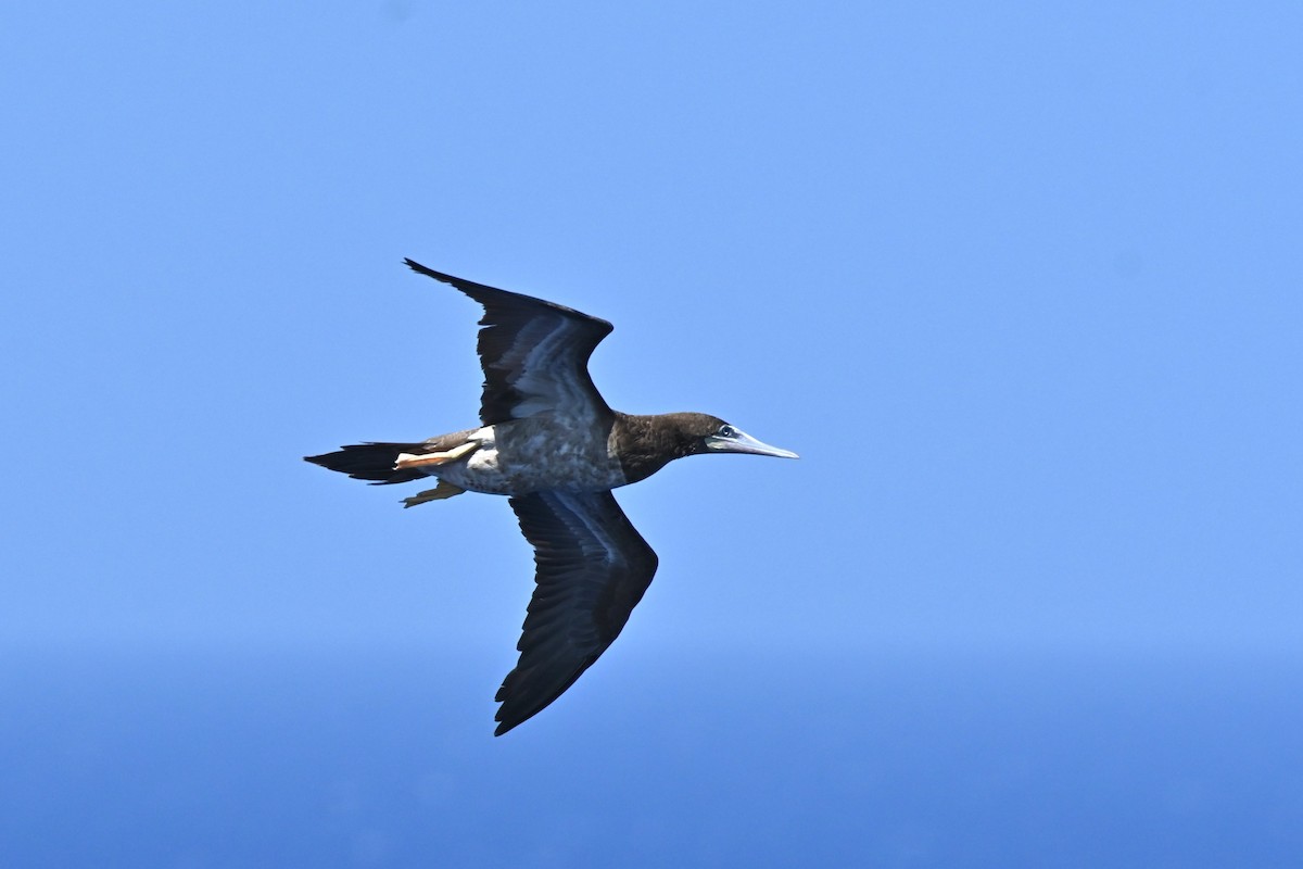 Brown Booby - ML617338800