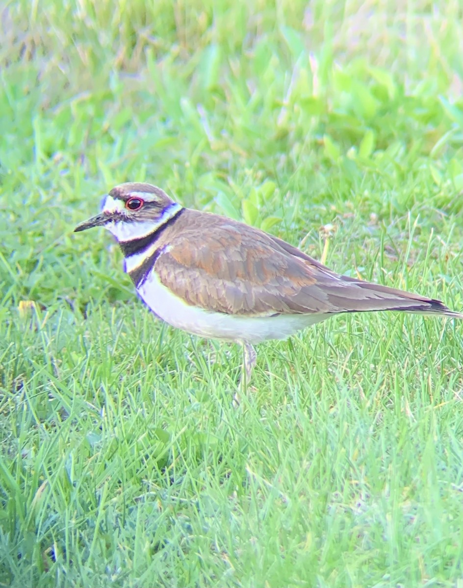 eBird Checklist - 13 Apr 2024 - Goose Pond FWA--Visitor Center - 44 species