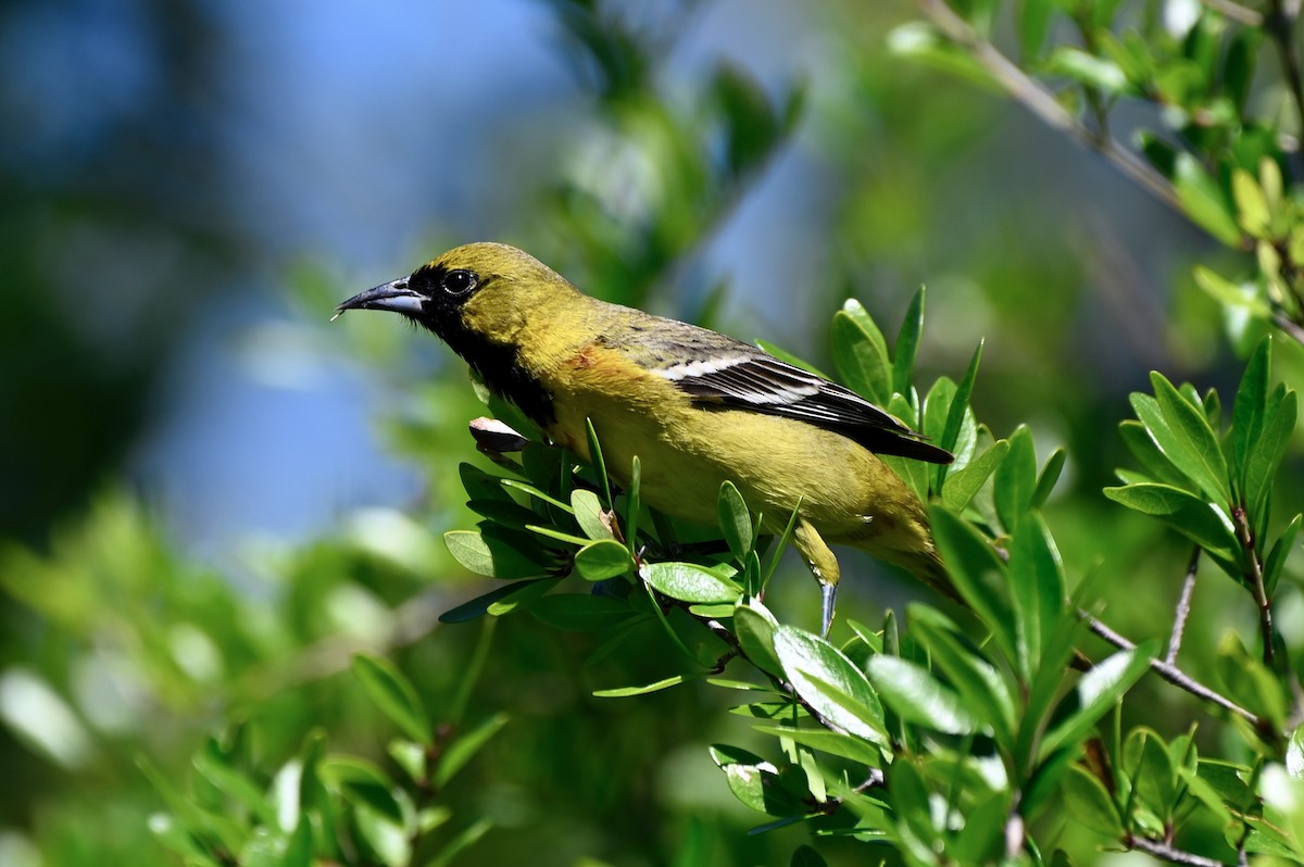 Orchard Oriole - ML617338893