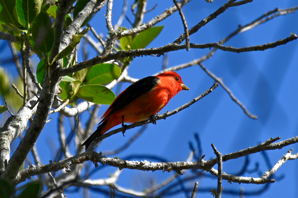Scarlet Tanager - ML617338907