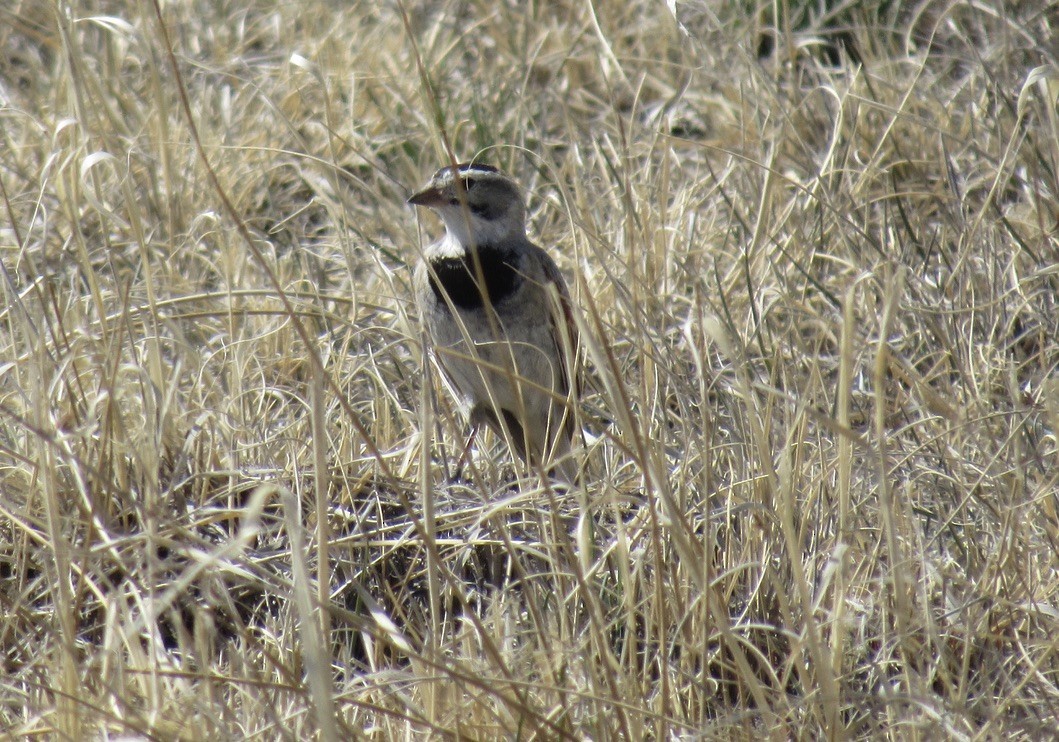 Thick-billed Longspur - ML617338957