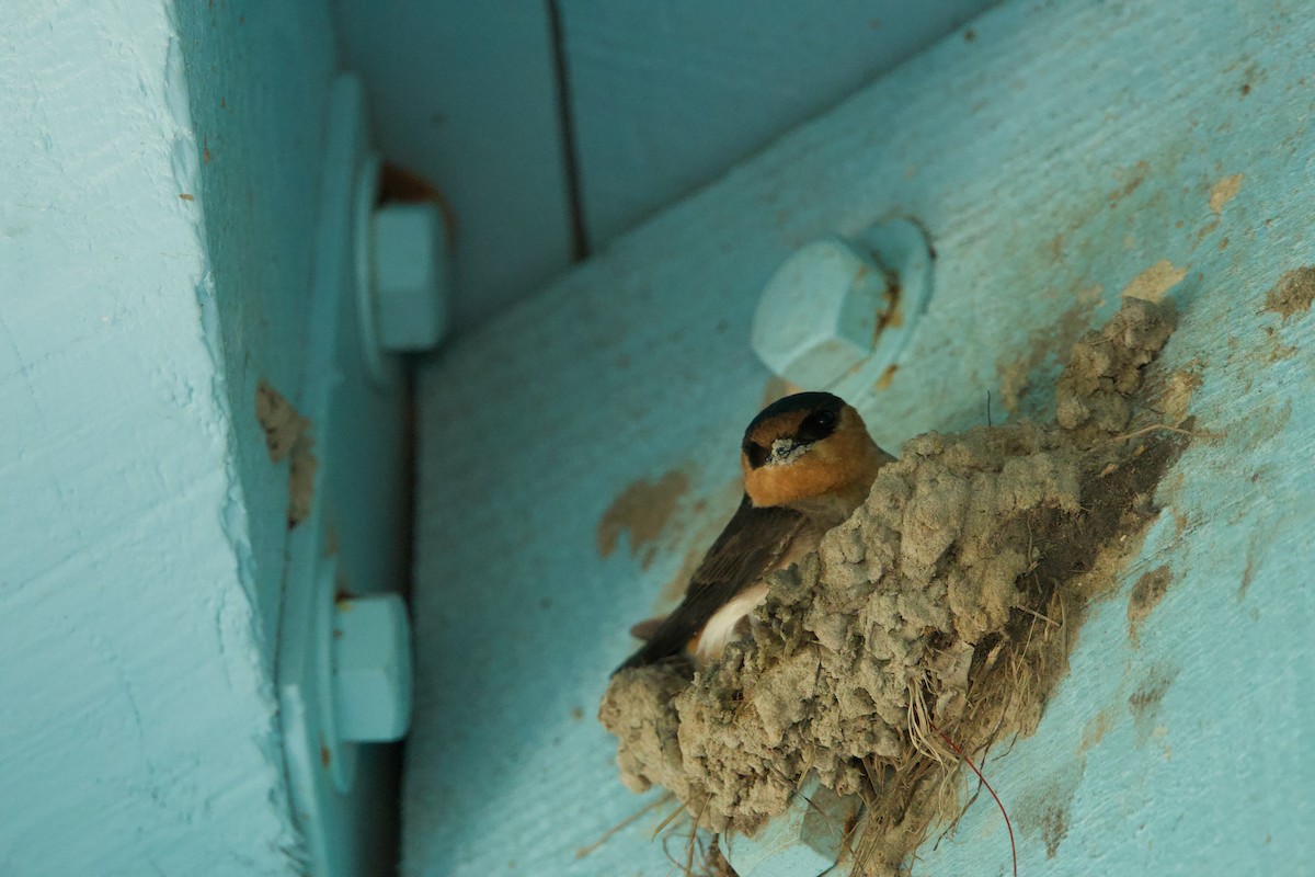 Cave Swallow (Texas) - ML617338979