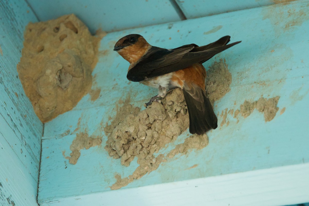 Cave Swallow (Texas) - ML617338985