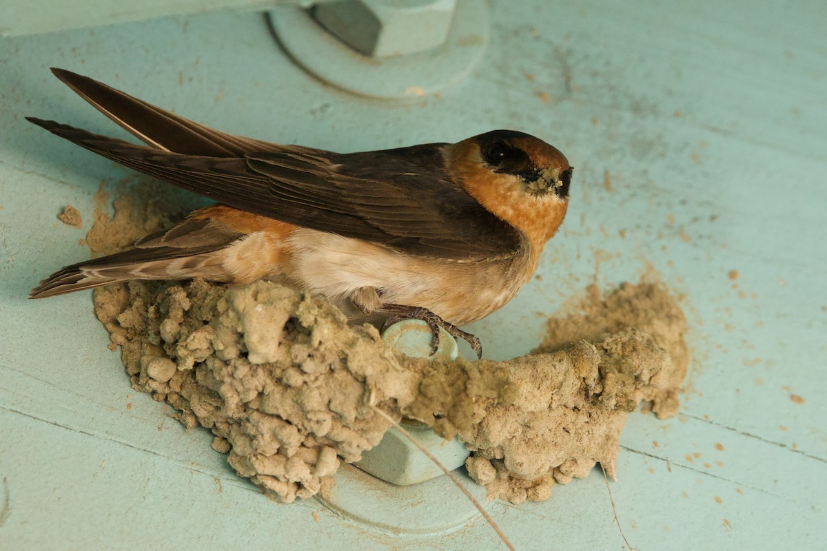 Cave Swallow (Texas) - ML617338988