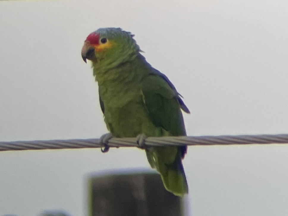Red-lored Parrot - ML617338991