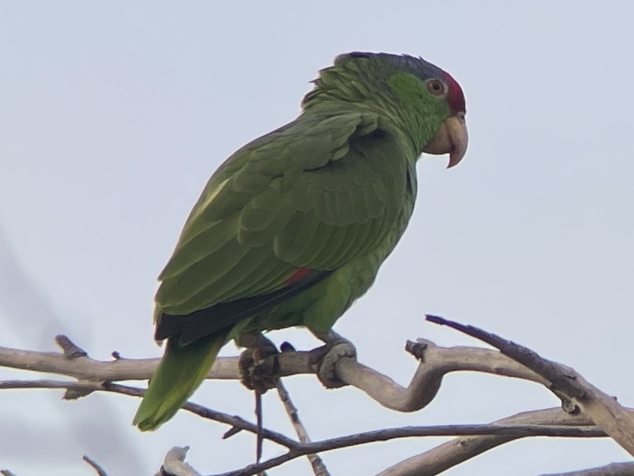 Red-crowned Parrot - Jennifer Miller