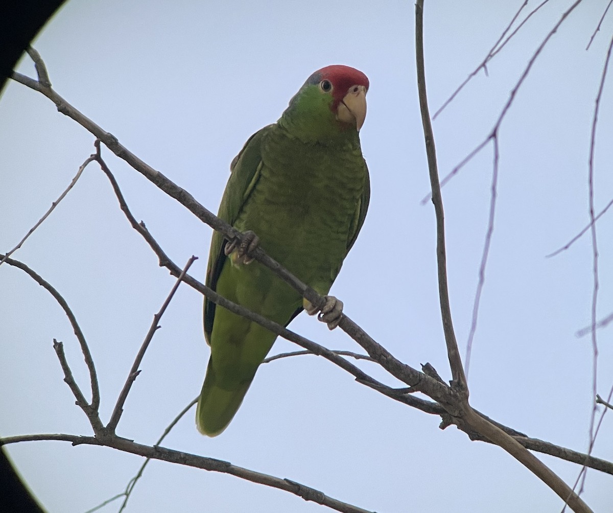 Red-crowned Parrot - Jennifer Miller