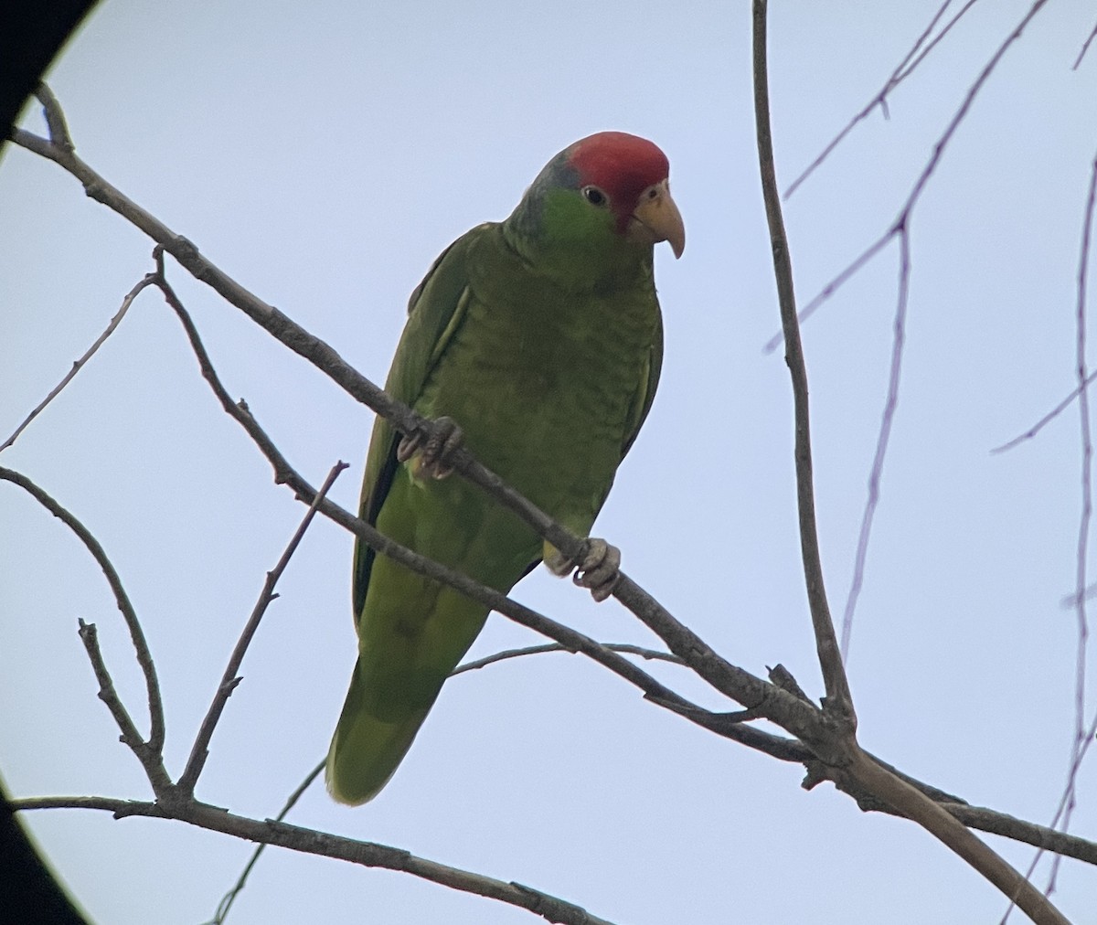 Red-crowned Parrot - ML617339013