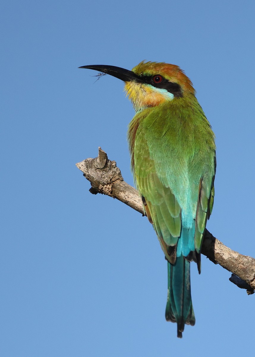 Rainbow Bee-eater - ML617339017