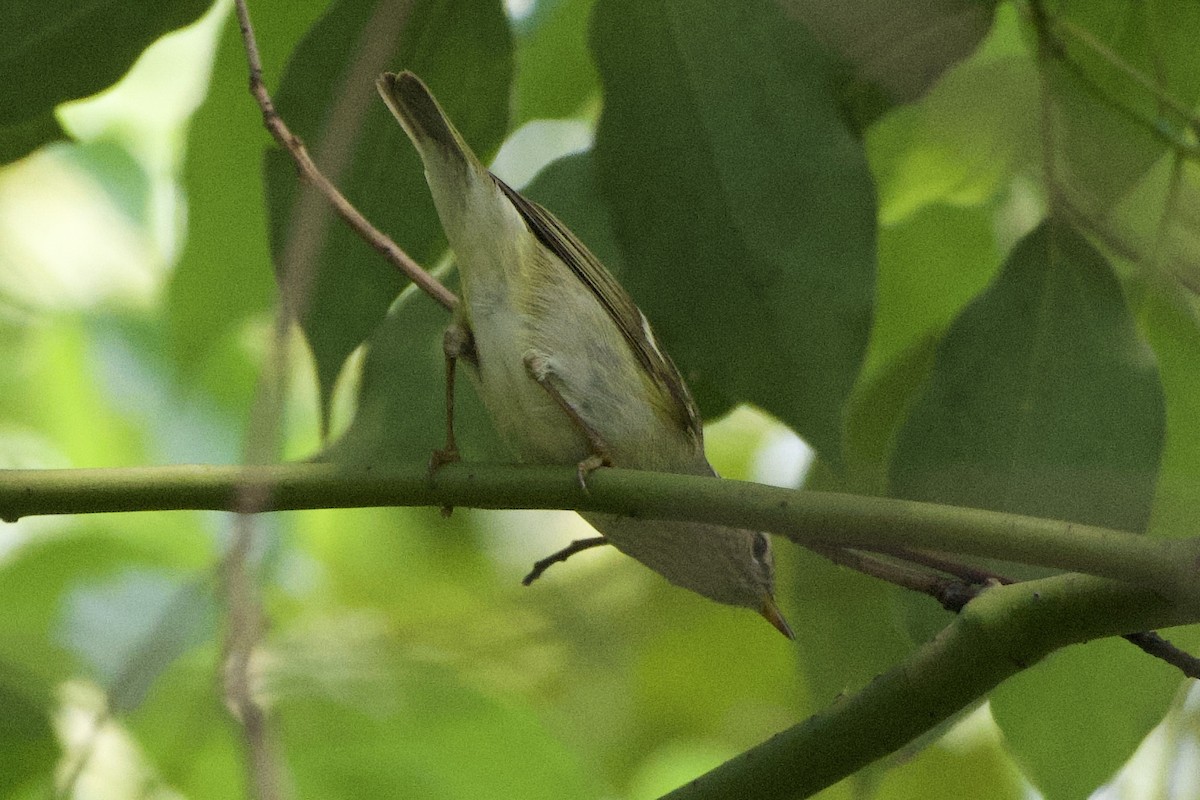 Chinese Leaf Warbler - ML617339048