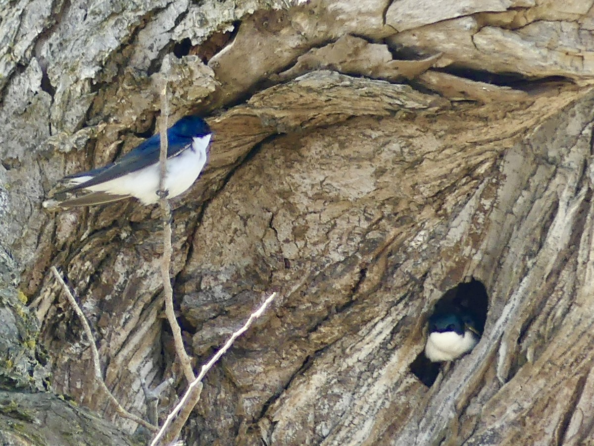 Tree Swallow - ML617339066